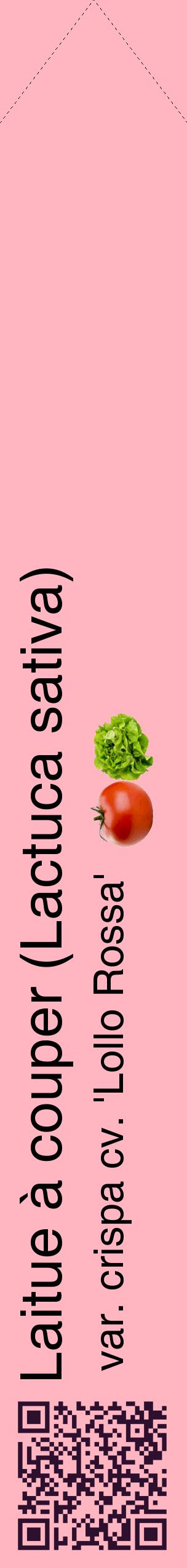 Étiquette de : Lactuca sativa var. crispa cv. 'Lollo Rossa' - format c - style noire41_simplehel avec qrcode et comestibilité simplifiée
