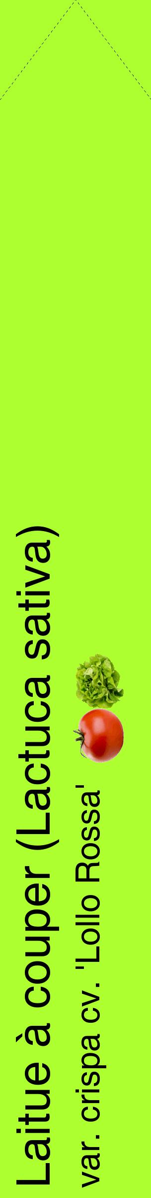 Étiquette de : Lactuca sativa var. crispa cv. 'Lollo Rossa' - format c - style noire17_simplehel avec comestibilité simplifiée