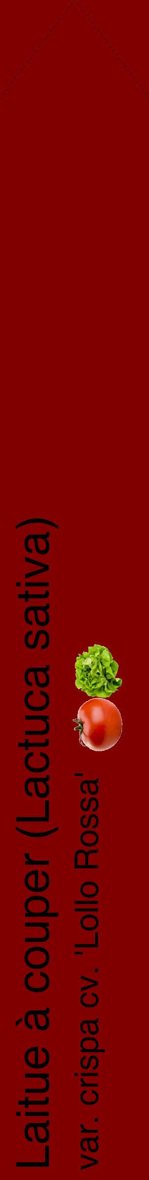 Étiquette de : Lactuca sativa var. crispa cv. 'Lollo Rossa' - format c - style noire29_simplehel avec comestibilité simplifiée
