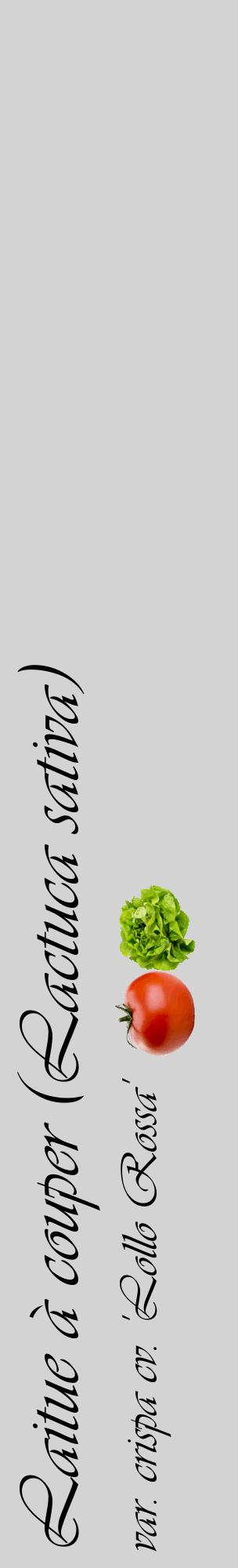 Étiquette de : Lactuca sativa var. crispa cv. 'Lollo Rossa' - format c - style noire56_basiqueviv avec comestibilité simplifiée