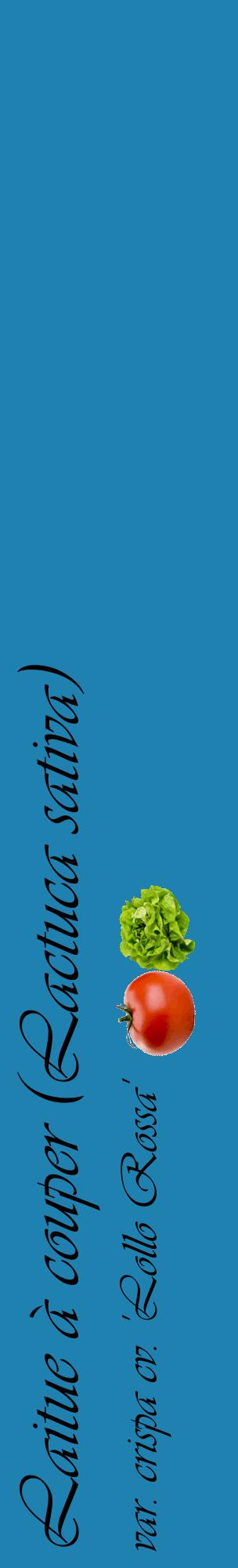 Étiquette de : Lactuca sativa var. crispa cv. 'Lollo Rossa' - format c - style noire6_basiqueviv avec comestibilité simplifiée