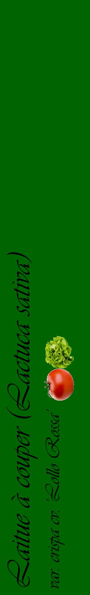 Étiquette de : Lactuca sativa var. crispa cv. 'Lollo Rossa' - format c - style noire8_basiqueviv avec comestibilité simplifiée