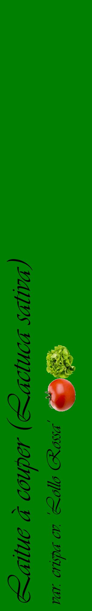 Étiquette de : Lactuca sativa var. crispa cv. 'Lollo Rossa' - format c - style noire9_basiqueviv avec comestibilité simplifiée
