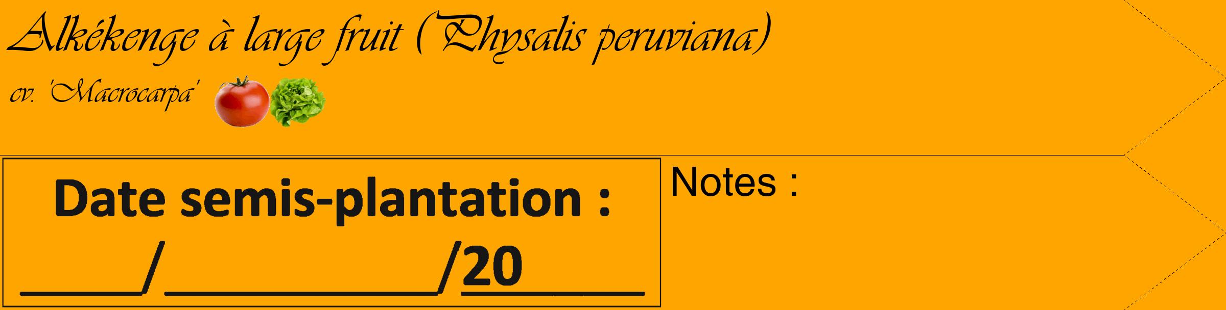 Étiquette de : Physalis peruviana cv. 'Macrocarpa' - format c - style noire22simple_basique_basiqueviv avec comestibilité simplifiée
