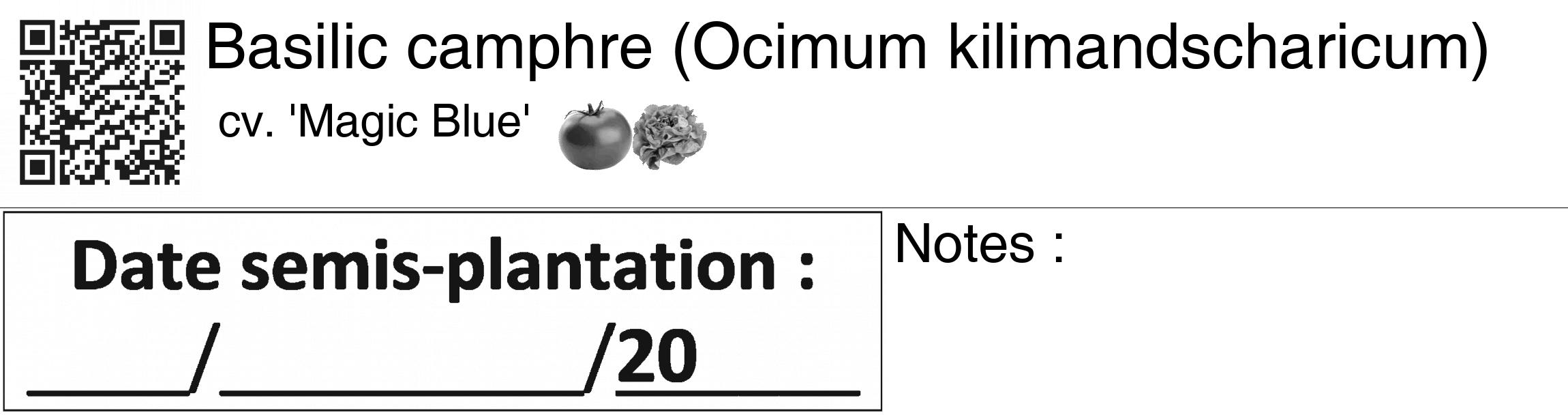 Étiquette de : Ocimum kilimandscharicum cv. 'Magic Blue' - format c - style noire60_basiquegrrvhel avec qrcode et comestibilité simplifiée