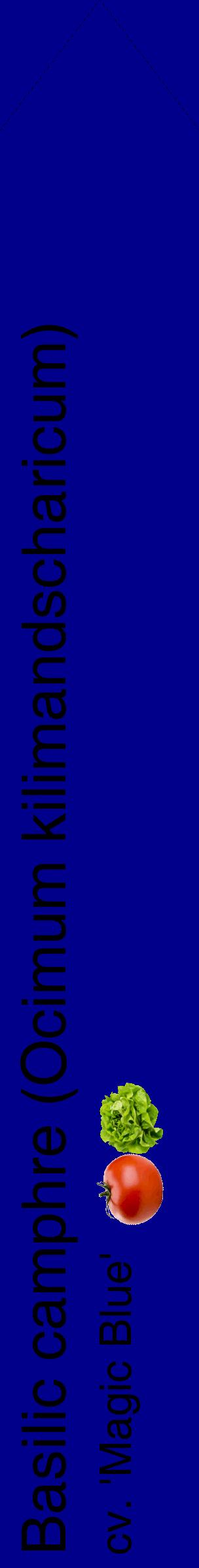 Étiquette de : Ocimum kilimandscharicum cv. 'Magic Blue' - format c - style noire7_simplehel avec comestibilité simplifiée