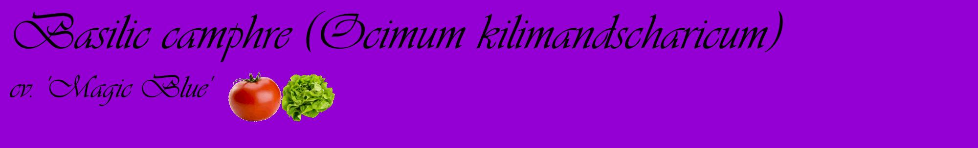 Étiquette de : Ocimum kilimandscharicum cv. 'Magic Blue' - format c - style noire48basique_basique_basiqueviv avec comestibilité simplifiée