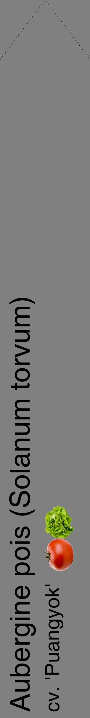 Étiquette de : Solanum torvum cv. 'Puangyok' - format c - style noire57_simplehel avec comestibilité simplifiée