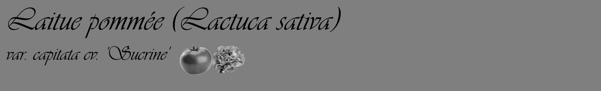 Étiquette de : Lactuca sativa var. capitata cv. 'Sucrine' - format c - style noire31basique_basique_basiqueviv avec comestibilité simplifiée