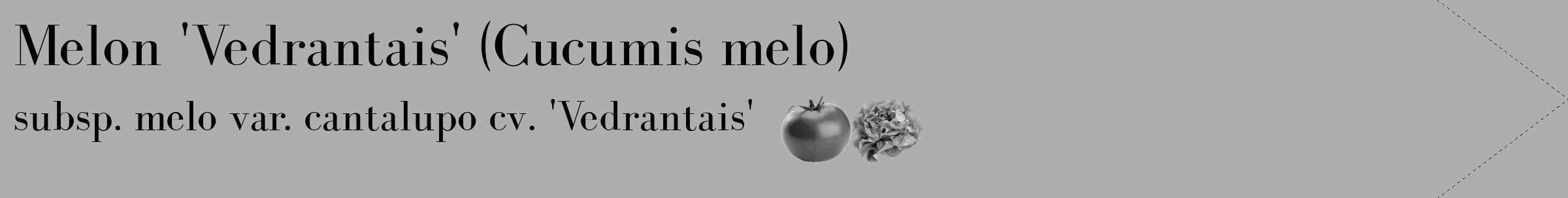 Étiquette de : Cucumis melo subsp. melo var. cantalupo cv. 'Vedrantais' - format c - style noire53_simple_simplebod avec comestibilité simplifiée