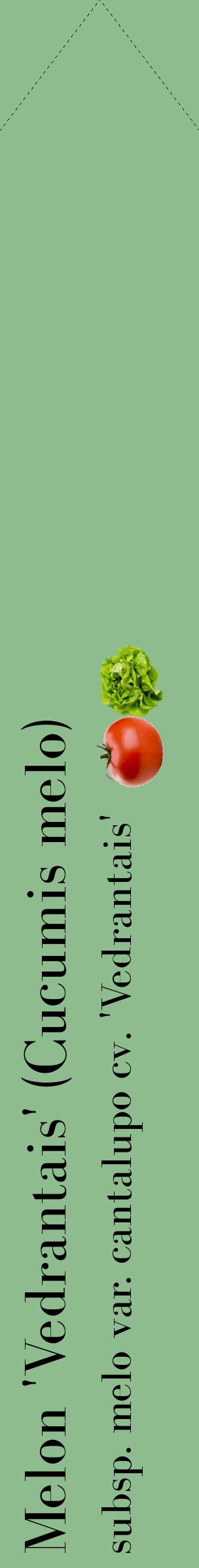 Étiquette de : Cucumis melo subsp. melo var. cantalupo cv. 'Vedrantais' - format c - style noire13_simplebod avec comestibilité simplifiée