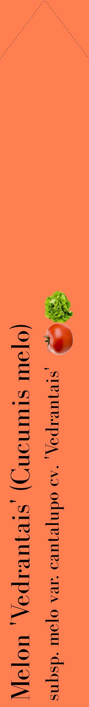 Étiquette de : Cucumis melo subsp. melo var. cantalupo cv. 'Vedrantais' - format c - style noire24_simplebod avec comestibilité simplifiée
