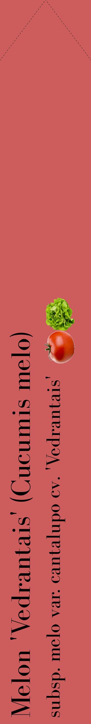 Étiquette de : Cucumis melo subsp. melo var. cantalupo cv. 'Vedrantais' - format c - style noire35_simplebod avec comestibilité simplifiée
