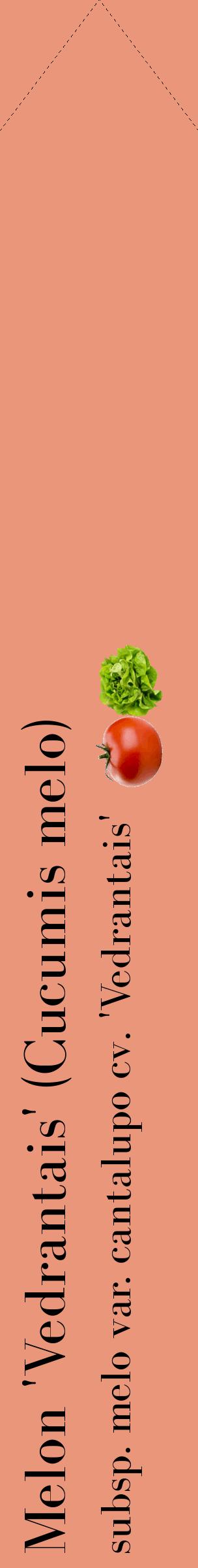 Étiquette de : Cucumis melo subsp. melo var. cantalupo cv. 'Vedrantais' - format c - style noire37_simplebod avec comestibilité simplifiée