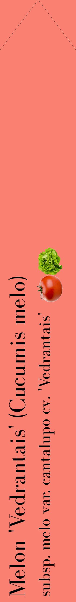Étiquette de : Cucumis melo subsp. melo var. cantalupo cv. 'Vedrantais' - format c - style noire38_simplebod avec comestibilité simplifiée