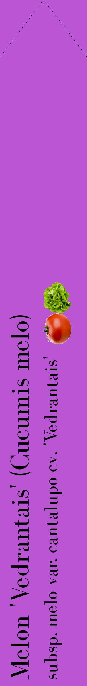 Étiquette de : Cucumis melo subsp. melo var. cantalupo cv. 'Vedrantais' - format c - style noire50_simplebod avec comestibilité simplifiée