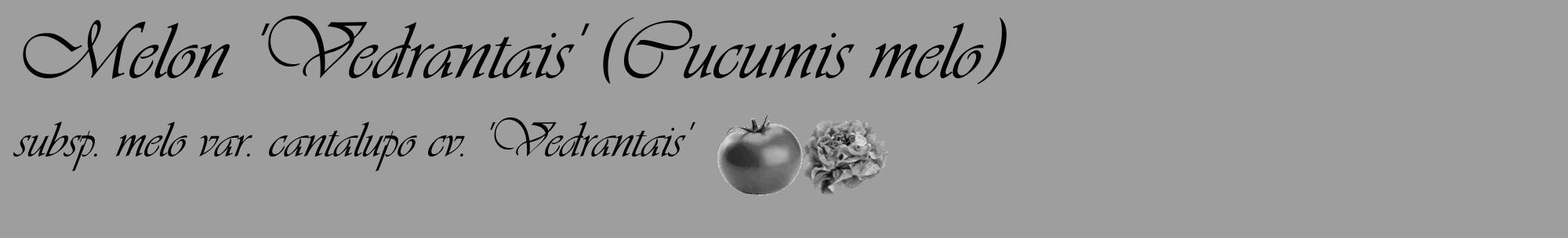 Étiquette de : Cucumis melo subsp. melo var. cantalupo cv. 'Vedrantais' - format c - style noire23_basique_basiqueviv avec comestibilité simplifiée