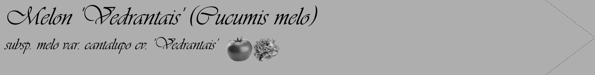 Étiquette de : Cucumis melo subsp. melo var. cantalupo cv. 'Vedrantais' - format c - style noire53_simple_simpleviv avec comestibilité simplifiée
