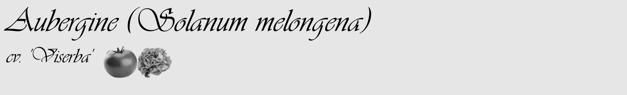 Étiquette de : Solanum melongena cv. 'Viserba' - format c - style noire18_basique_basiqueviv avec comestibilité simplifiée