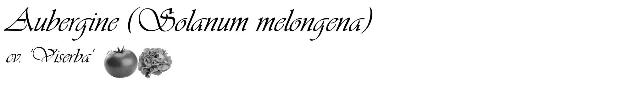 Étiquette de : Solanum melongena cv. 'Viserba' - format c - style noire60_basique_basiqueviv avec comestibilité simplifiée