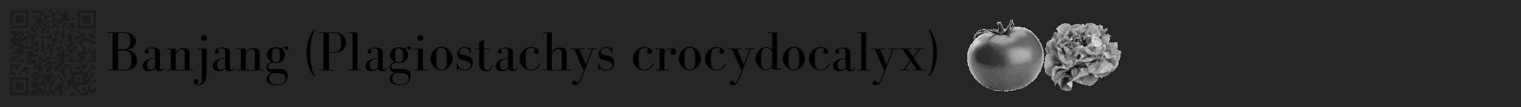 Étiquette de : Plagiostachys crocydocalyx - format a - style noire29bod avec qrcode et comestibilité simplifiée