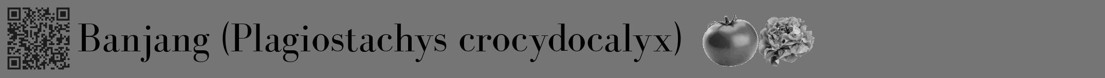 Étiquette de : Plagiostachys crocydocalyx - format a - style noire5bod avec qrcode et comestibilité simplifiée