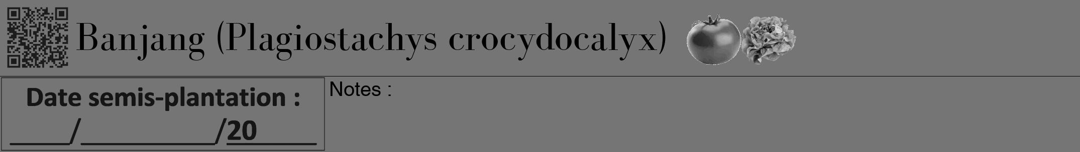 Étiquette de : Plagiostachys crocydocalyx - format a - style noire5bod avec qrcode et comestibilité simplifiée