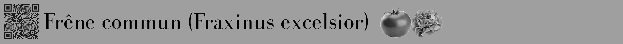 Étiquette de : Fraxinus excelsior - format a - style noire24bod avec qrcode et comestibilité simplifiée