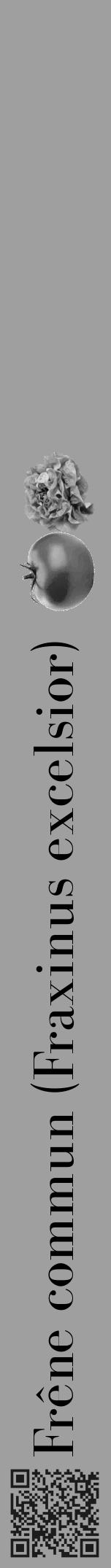 Étiquette de : Fraxinus excelsior - format a - style noire24bod avec qrcode et comestibilité simplifiée - position verticale