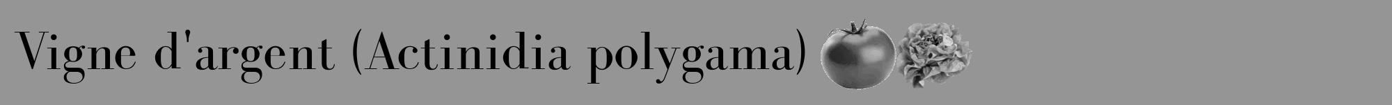 Étiquette de : Actinidia polygama - format a - style noire16bod avec comestibilité simplifiée