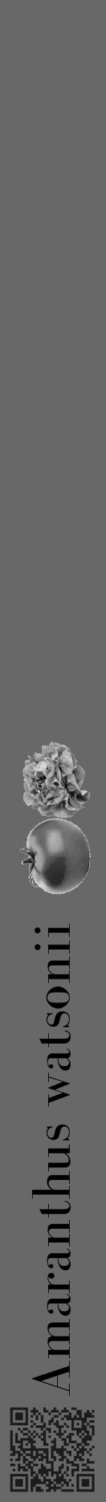 Étiquette de : Amaranthus watsonii - format a - style noire6bod avec qrcode et comestibilité simplifiée - position verticale