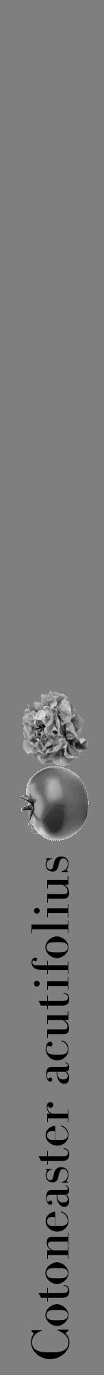 Étiquette de : Cotoneaster acutifolius - format a - style noire31bod avec comestibilité simplifiée - position verticale