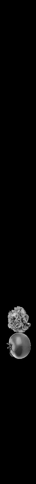 Étiquette de : Piper griffithii - format a - style noire59bod avec comestibilité simplifiée - position verticale