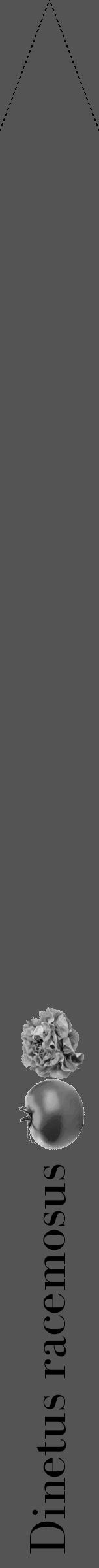 Étiquette de : Dinetus racemosus - format b - style noire36bod avec comestibilité simplifiée - position verticale