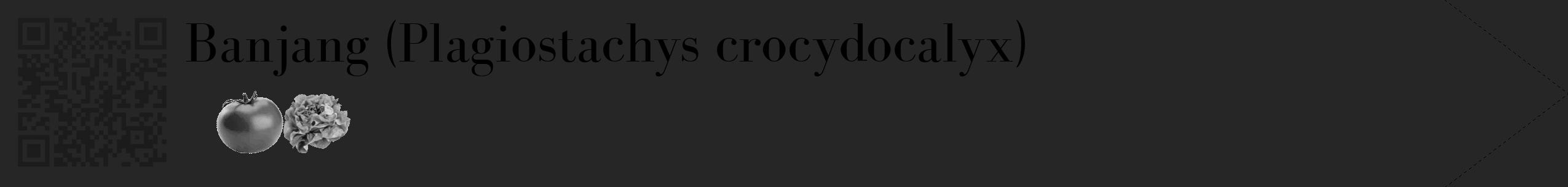 Étiquette de : Plagiostachys crocydocalyx - format c - style noire29_simple_simplebod avec qrcode et comestibilité simplifiée