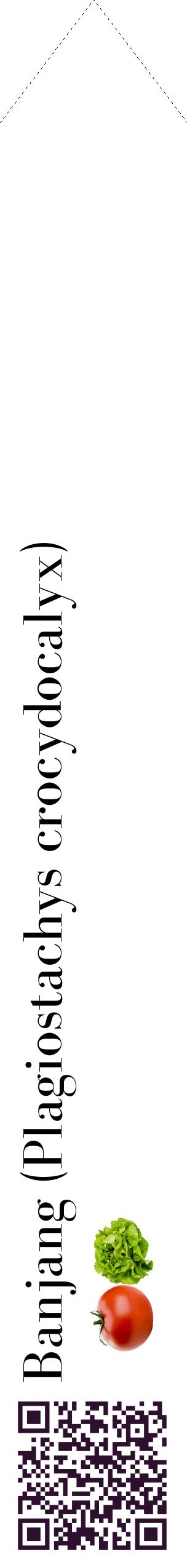 Étiquette de : Plagiostachys crocydocalyx - format c - style noire60_simplebod avec qrcode et comestibilité simplifiée