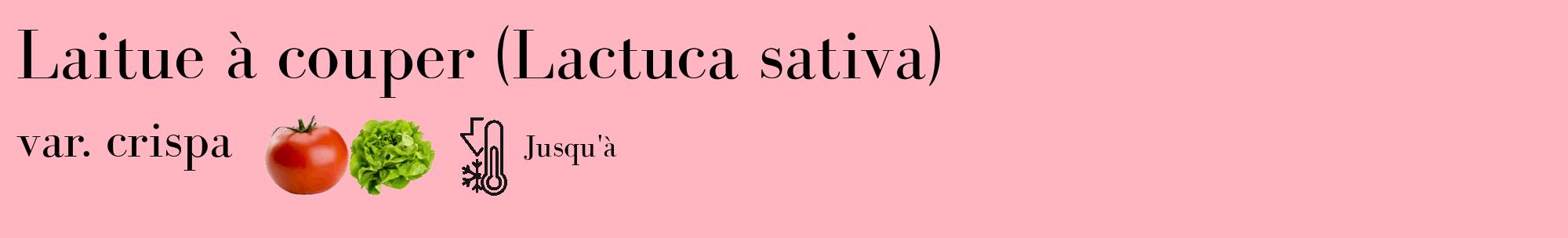 Étiquette de : Lactuca sativa var. crispa - format c - style noire41_basique_basiquebod avec comestibilité simplifiée