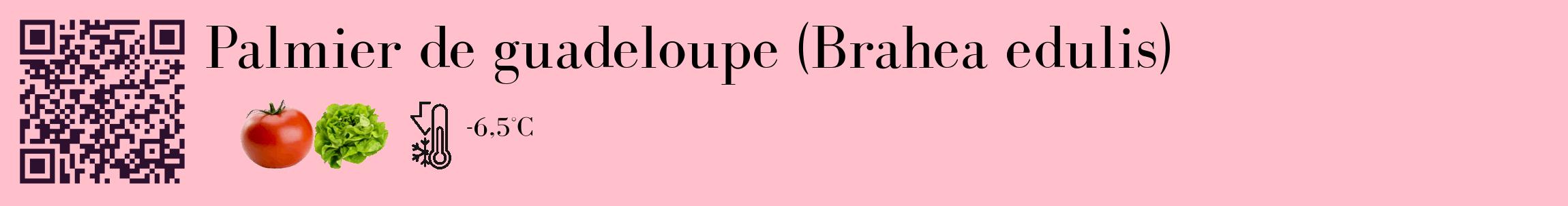 Étiquette de : Brahea edulis - format c - style noire40_basique_basiquebod avec qrcode et comestibilité simplifiée