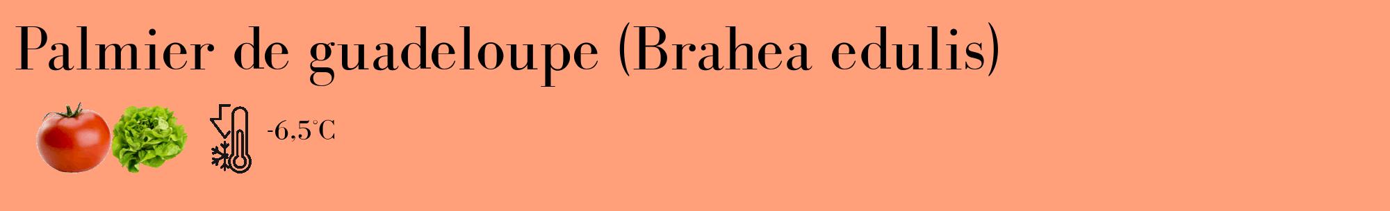 Étiquette de : Brahea edulis - format c - style noire39_basique_basiquebod avec comestibilité simplifiée