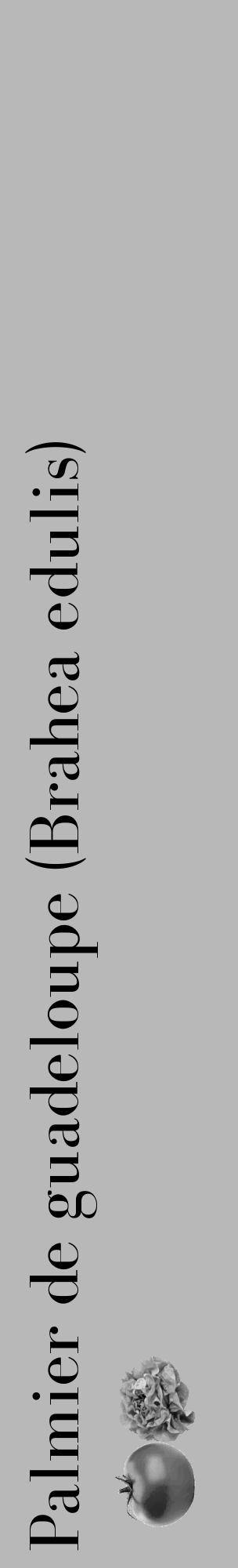 Étiquette de : Brahea edulis - format c - style noire39_basique_basiquebod avec comestibilité simplifiée - position verticale