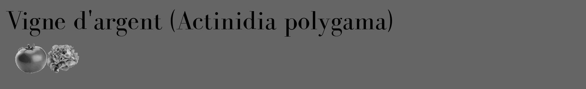 Étiquette de : Actinidia polygama - format c - style noire32_basique_basiquebod avec comestibilité simplifiée