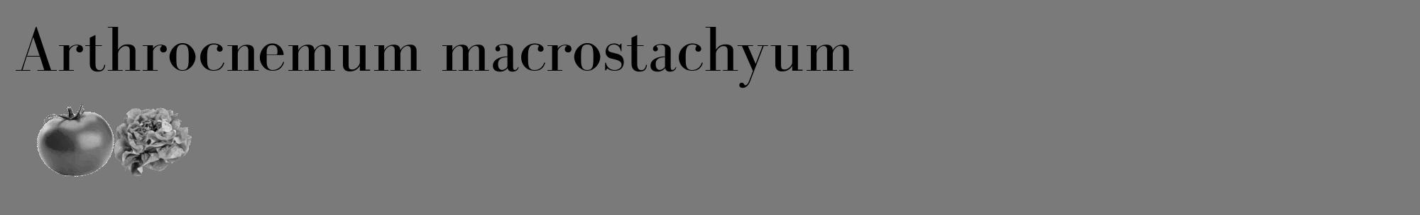 Étiquette de : Arthrocnemum macrostachyum - format c - style noire3_basique_basiquebod avec comestibilité simplifiée