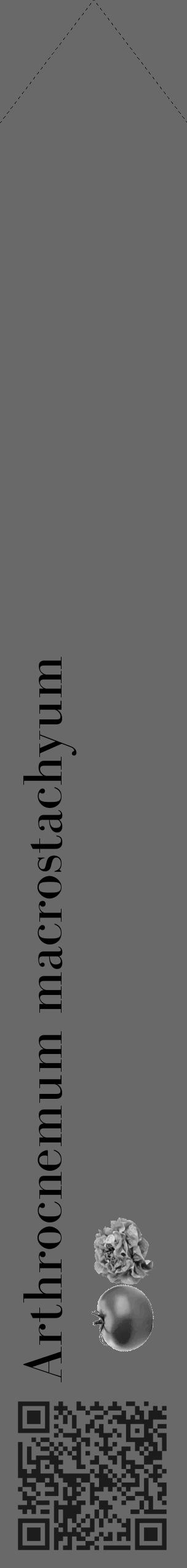 Étiquette de : Arthrocnemum macrostachyum - format c - style noire11_simple_simplebod avec qrcode et comestibilité simplifiée - position verticale