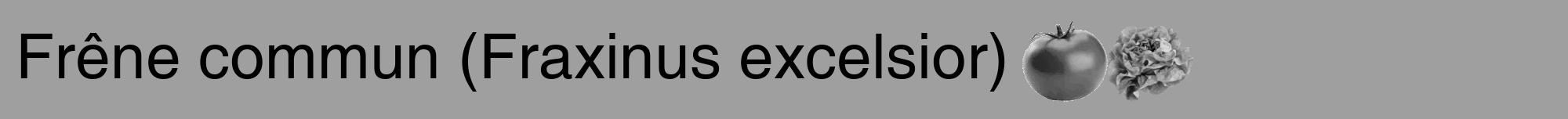 Étiquette de : Fraxinus excelsior - format a - style noire24hel avec comestibilité simplifiée