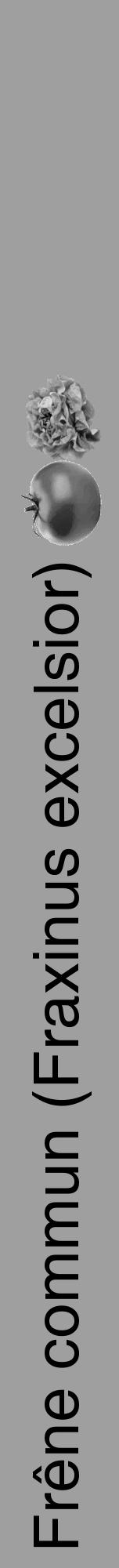 Étiquette de : Fraxinus excelsior - format a - style noire24hel avec comestibilité simplifiée - position verticale