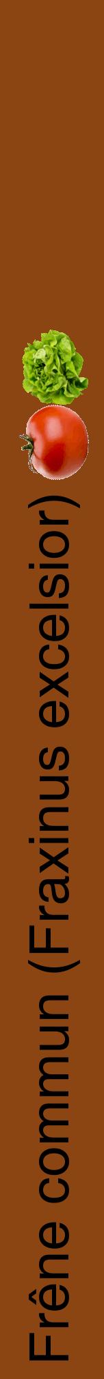 Étiquette de : Fraxinus excelsior - format a - style noire30hel avec comestibilité simplifiée