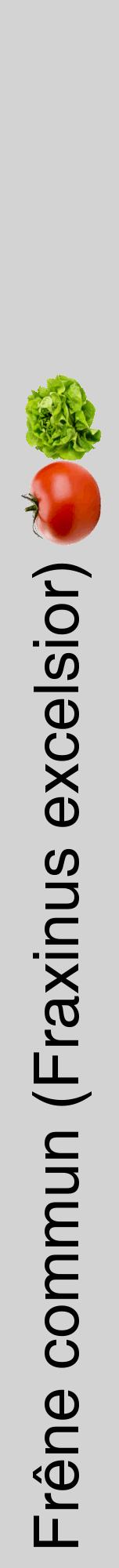 Étiquette de : Fraxinus excelsior - format a - style noire56hel avec comestibilité simplifiée