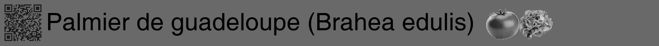 Étiquette de : Brahea edulis - format a - style noire51hel avec qrcode et comestibilité simplifiée