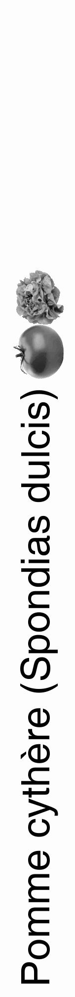 Étiquette de : Spondias dulcis - format a - style noire19hel avec comestibilité simplifiée - position verticale