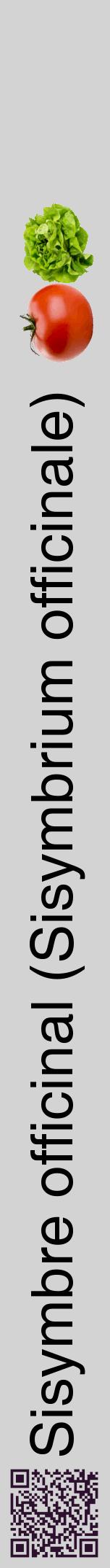 Étiquette de : Sisymbrium officinale - format a - style noire56hel avec qrcode et comestibilité simplifiée